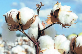 cotton-market