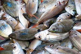 fish-market