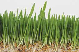 Fodder-Market