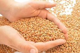 Grain-Market